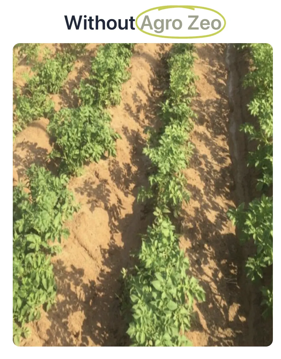 Field photograph labelled With Chemical Fertilizers